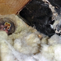 Spray Foam Insulation Birds Nest